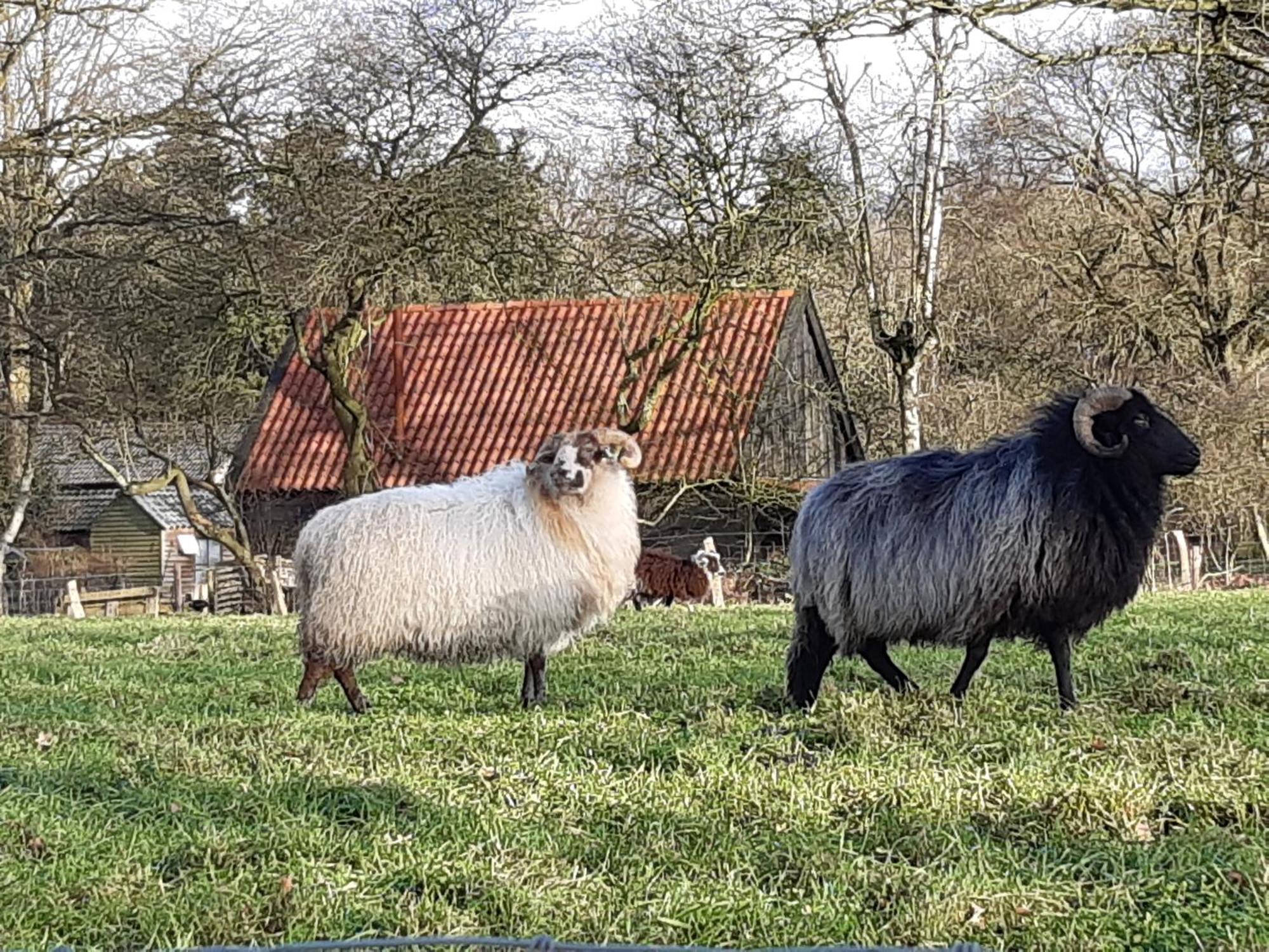 Gastenverblijf Lheederhof Lodge 3 Dwingeloo Bagian luar foto